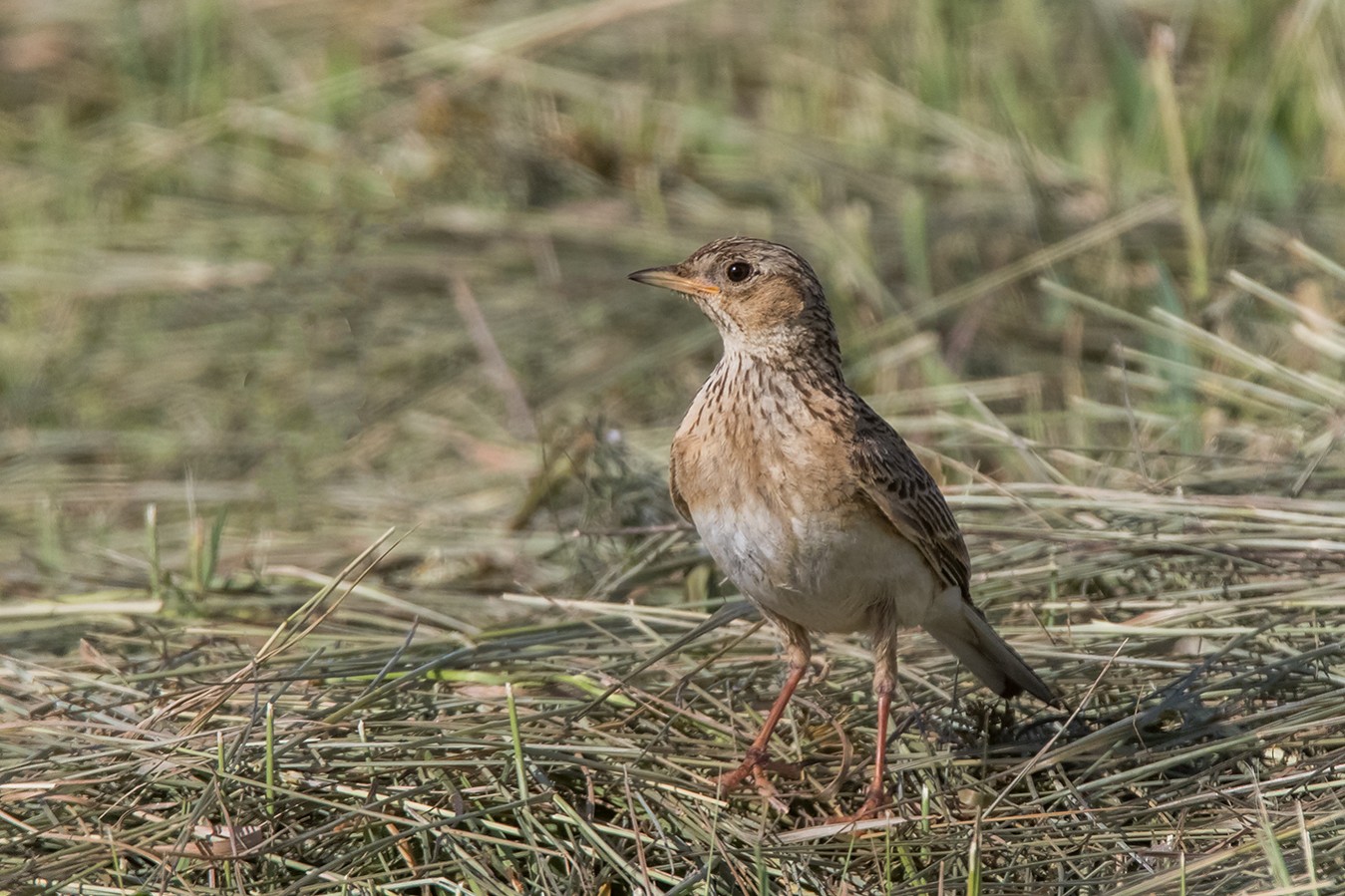 Κοινή_Σιταρήθρα